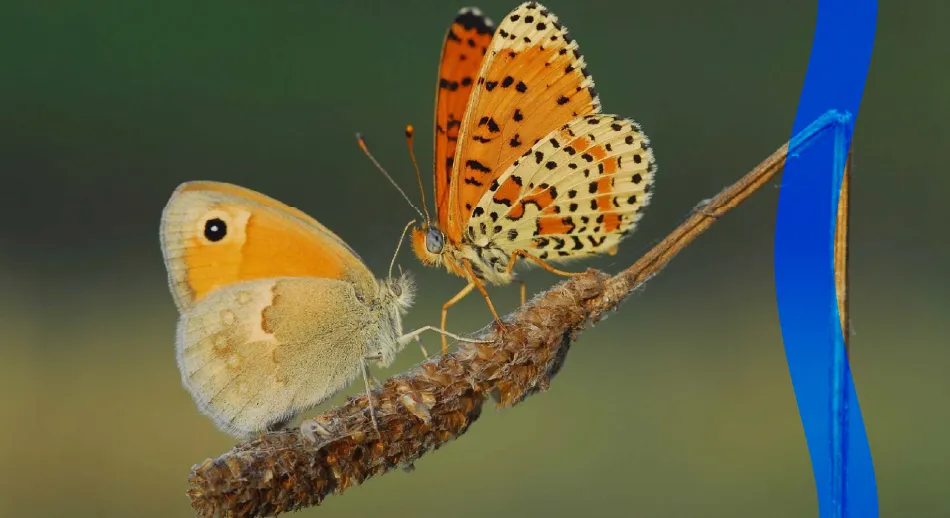 Due farfalle a rappresentare l'esperienza della Fondazione Cariplo