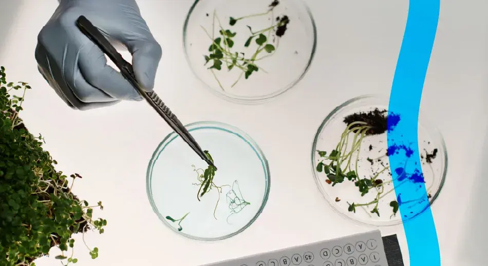 Ricerca scientifica su piante in laboratorio con petri e pinzette, simbolo di innovazione e sostenibilità nella filiera futura