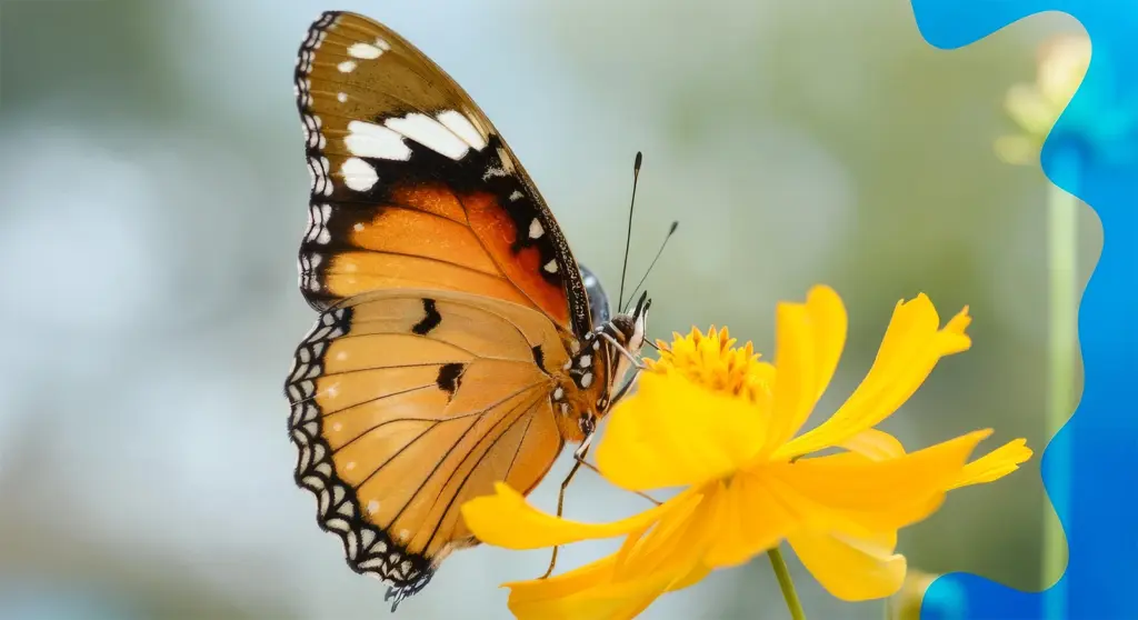 A butterfly resting on a yellow flower, a symbol of transformation and change as we transition to the new QFP 2028–2034